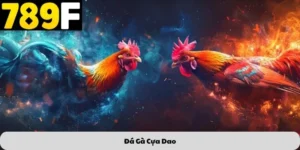Đá gà cựa dao