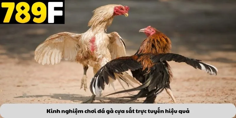Kinh nghiệm chơi đá gà cựa sắt trực tuyến hiệu quả