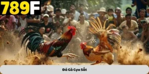 Đá gà cựa sắt