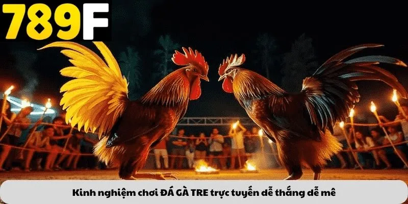 Kinh nghiệm chơi ĐÁ GÀ TRE trực tuyến dễ thắng dễ mê