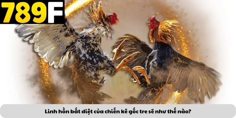 Linh hồn bất diệt của chiến kê gốc tre sẽ như thế nào?