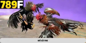 ĐÁ GÀ TRE