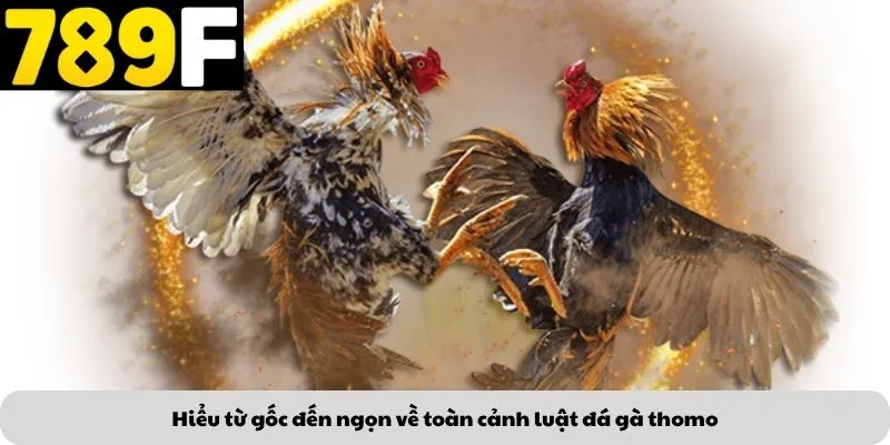 Hiểu từ gốc đến ngọn về toàn cảnh luật đá gà thomo