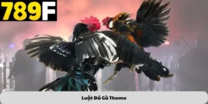 luật đá gà thomo