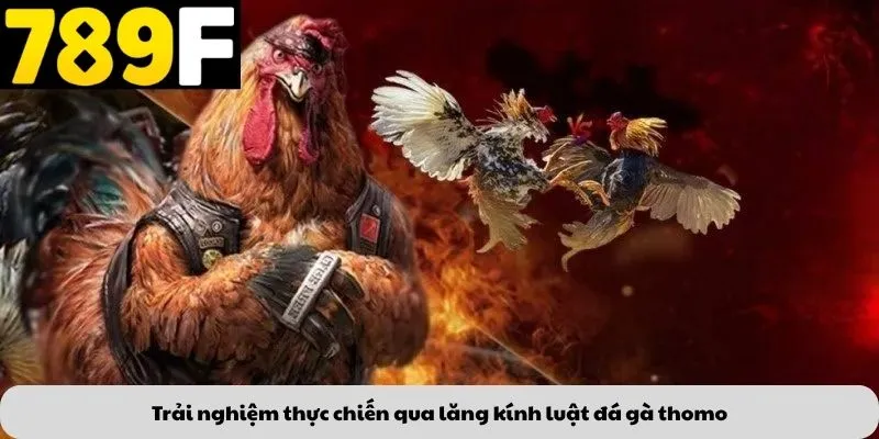 Trải nghiệm thực chiến qua lăng kính luật đá gà thomo